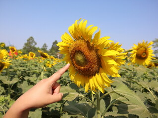 Woman's hand pointing at sunflowers in the garden