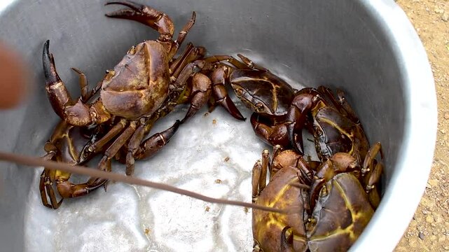 river freshwater crabs, freshwater crabs or field crabs