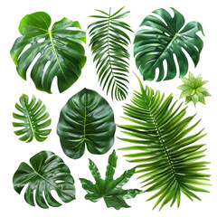Set of tropical vibes plant bush floral arrangement with tropical leaves Monstera and fern, isolated on a transparent background