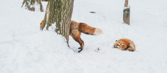 Cute fox on snow in winter season at Zao fox village, Miyagi prefecture, Japan. landmark and popular for tourists attraction near Sendai, Tohoku region, Japan. Travel and Vacation concept