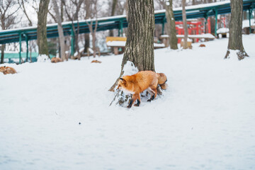 Cute fox on snow in winter season at Zao fox village, Miyagi prefecture, Japan. landmark and popular for tourists attraction near Sendai, Tohoku region, Japan. Travel and Vacation concept