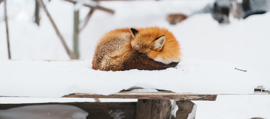 Cute fox on snow in winter season at Zao fox village, Miyagi prefecture, Japan. landmark and...