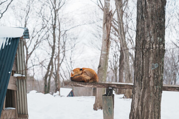 Cute fox on snow in winter season at Zao fox village, Miyagi prefecture, Japan. landmark and popular for tourists attraction near Sendai, Tohoku region, Japan. Travel and Vacation concept
