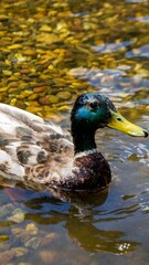 Image of an animal a wild drake and a duck sail on a pond. High quality photo
