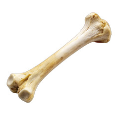 Fototapeta premium Bone isolated on transparent background