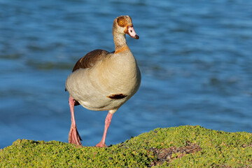 An Egyptian goose (Alopochen aegyptiacus) in natural habitat, South Africa.