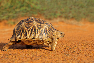 Leopard tortoise (Stigmochelys pardalis) walking in natural habitat, South Africa.