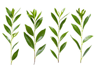 Four Green Willow Branches Isolated on transparent background