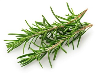 Fototapeta premium Photo of rosemary sprigs, isolated on white background