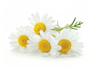 Obraz premium Photo of chamomile flowers, isolated on white background