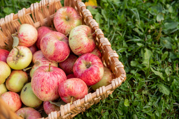 Red apple.Harvesting apples. Ripe juicy apples in a wicker basket against the background of green grass in the sun. Fresh organic food from farm