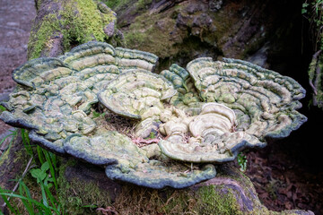 Large Bracket Fungus grows on a fallen tree in Olympic National Park. High quality photo
