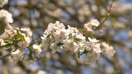 Twigs of flowering apple trees with Russian garden in the village. Sounds of birds and lively villages.