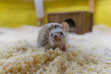 the hedgehog looks at the camera with his mouth open, showing his teeth, with his house in the...