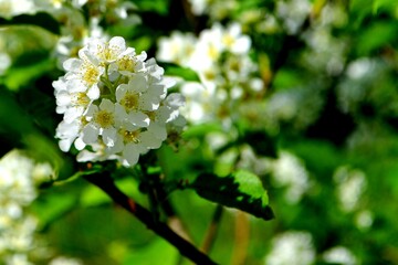 Flower Leafs of apple or cherry blossom in spring. Spring flower in a garden close up. High quality photo