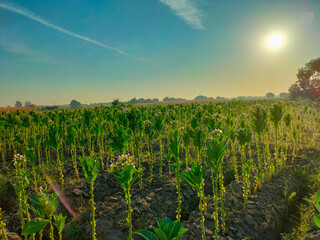Flowering tobacco plants on tobacco farm. Tobacco flowers. Field with flowering tobacco plants for seed production. Indonesia.
