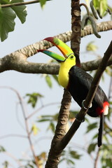 Toucan eating on a branch © nano_nate