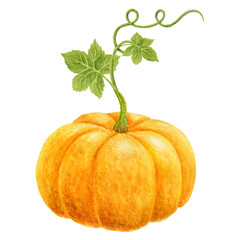 Fabulous pumpkin witl curl stem and leaves isolated on white background. Thanksgiving or Harvest Day card design. Watercolor drawing.
