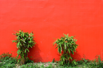 Closeup of Beautiful Bamboo Grove is planted next to a red wall background at Thailand.