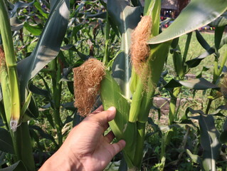 Close-up of a farmer's hands picking corn.