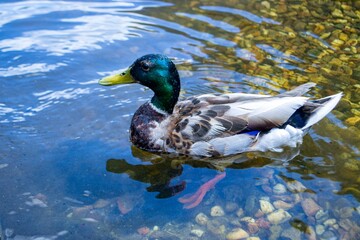 Obraz premium Image of an animal a wild drake and a duck sail on a pond. High quality photo