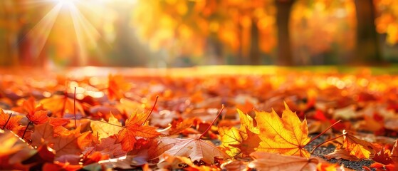 Golden Autumn Leaves Bathed in Sunlight