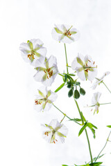 white geranium on the white