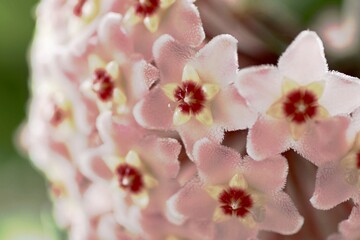 nahaufnahme pinkfarbene Blüte