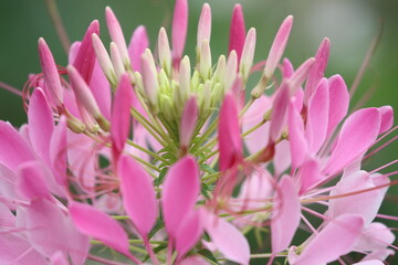 Nahaufnahme rosa Blüten