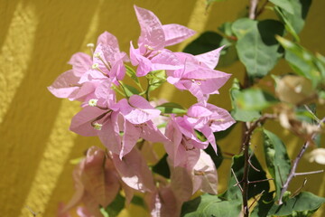 Nahaufnahme rosa Blüten