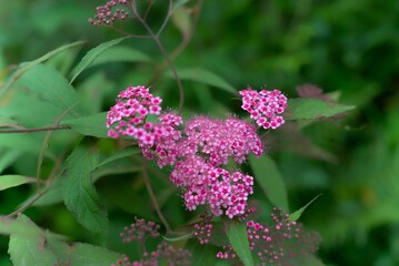 Spiraea Japonica grows wild on the edge of the forest.