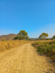 road in a field with dry reeds and trees