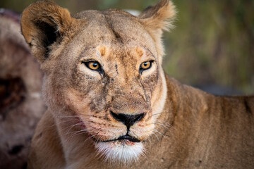 lion, Panthera leo, native to Africa and India, Lioness on kill in the okavango delta botswana
