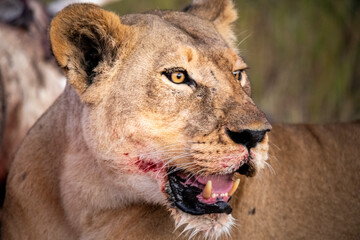 lion, Panthera leo, native to Africa and India, Lioness on kill in the okavango delta botswana