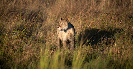 Obraz premium lion, Panthera leo, native to Africa and India, Lioness on kill in the okavango delta botswana