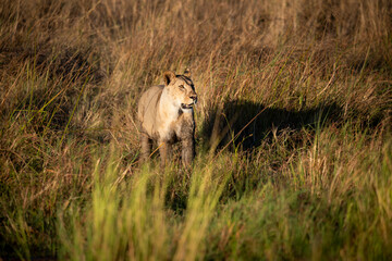lion, Panthera leo, native to Africa and India, Lioness on kill in the okavango delta botswana