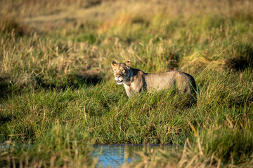 lion, Panthera leo, native to Africa and India, Lioness on kill in the okavango delta botswana