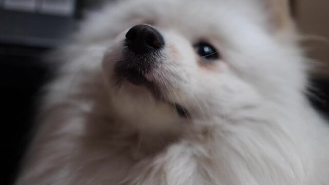 Small dog pomeranian puppy portrait white fur close up shot sitting and looking at owner 