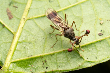 Stalk eyed Fly insects in Thailand and Southeast-Asia.