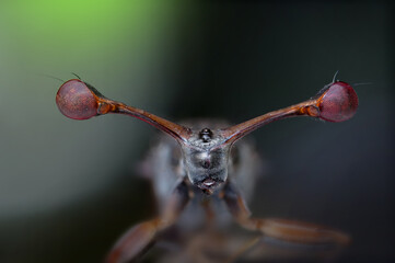 Stalk eyed Fly insects in Thailand and Southeast-Asia..