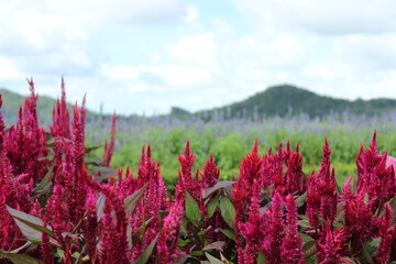 Red celosia flowers with the mountain and the sky background. Wool flowers or cockscomb flowers.