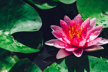 Fototapety na wymiar - Fototapeta24.pl