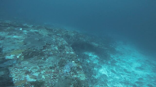 An underwater shot of the sunken Republic P-47 Thunderbolt from World War II sunken in Raja Ampat, Indonesia. The serene blue waters and historical significance evoke a sense of mystery and reverence.
