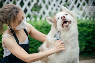 Woman combing and cleaning husky dog's fur on table © littlepigpower