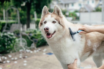 Woman combing and cleaning husky dog's fur on table © littlepigpower