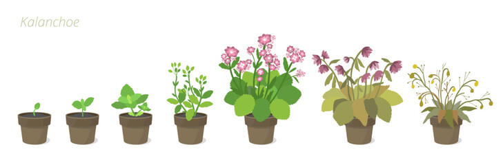 Kalanchoe Growth Stages Vector Illustration in a pot. Caring for house plants. Flower lifecycle.