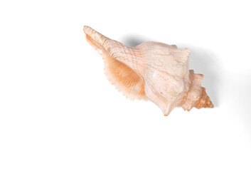 sea shell isolated on white background