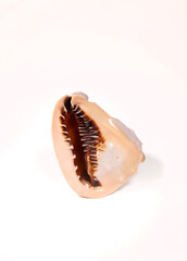 sea shell isolated on white background