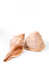 sea shells isolated on white background