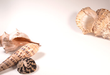 sea shells isolated on white background